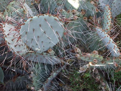 Opuntia