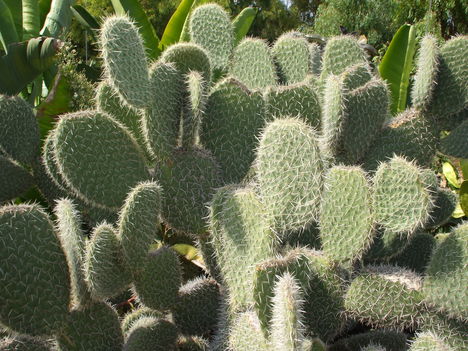 Opuntia