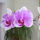 Orchidea_41936_061336_t