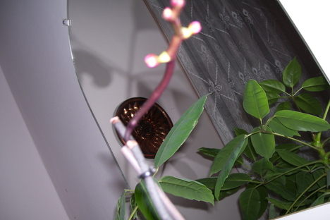 orchidea másodvirágzása kezdetén