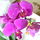 Orchideam_41930_246857_t