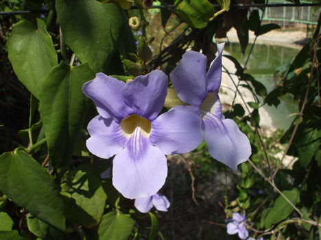 Thumbergia Grandiflora