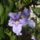 Thumbergia_grandiflora-001_401340_94783_t