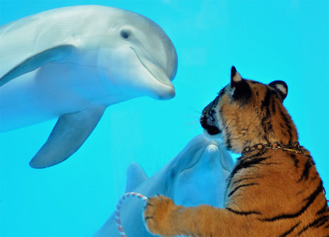tiger delfin