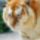 Tiger_face_401069_51026_t