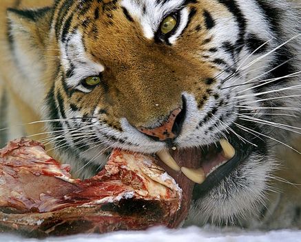 tigris ebédel
