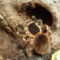 Acanthoscurria geniculata 12 vedléses nőstény
