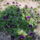 Arvacska_422832_87518_t