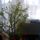 Hibiszkusz_422881_15984_t