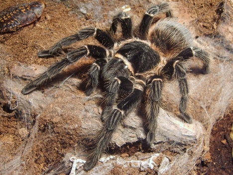 Lasiodora parahybana adult nőstény