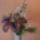 Liliomok-001_422466_96047_t
