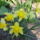 Narcisz-001_422812_78999_t