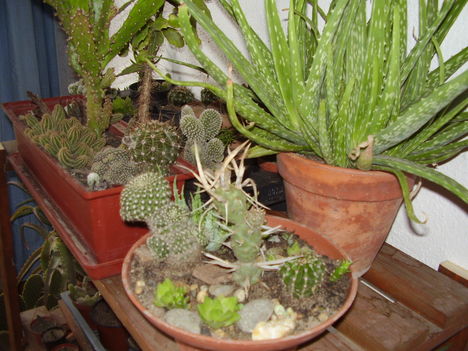 Telelő kaktuszaok2