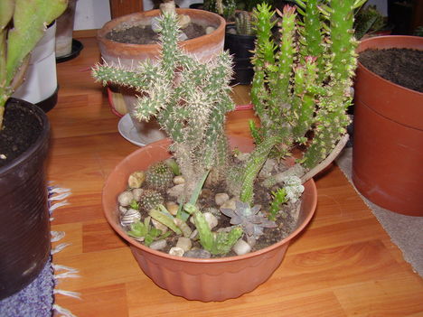 Telelő kaktuszaok4