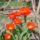 Tulipan-001_422821_53761_t