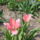 Tulipan_422824_92567_t