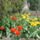 Tulipanok_422829_25631_t