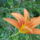 Viragok_001_422932_16951_t