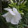 Viragok_003_422934_73166_t
