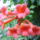 Viragok_005_422936_47810_t