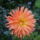 Viragok_006_422937_48404_t