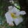 Viragok_016_422948_50808_t