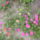 Viragok_017_422949_68664_t