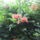Viragok_020_422952_18396_t