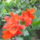 Viragok_023_422956_33544_t