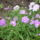 Viragok_024_422958_17738_t