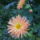 Viragok_026_422960_91786_t