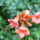 Viragok_027_422961_88649_t