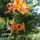 Viragok_031_422965_37237_t