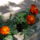 Viragok_032_422966_10738_t