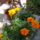 Viragok_033_422967_65660_t