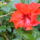 Viragok_034_422968_18372_t