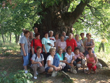 A 700 éves hársfa alatt Énlakán