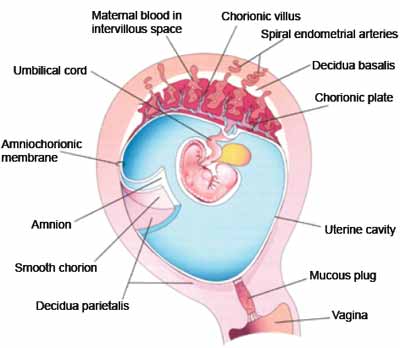 Gravid uterus