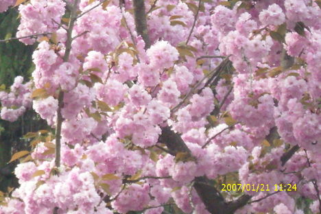 Picture 715
