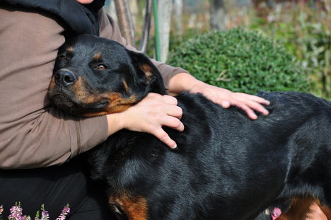 Rottweiler klubból , SZERETETTEL !