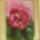 Rozsa_424428_98327_t