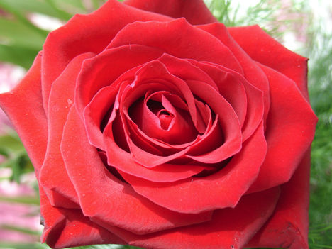 vörös rózsa by B.J