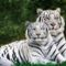 white tiger pair