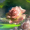 BanQ_Rose_garden_by_BanQ