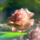 Banq_rose_garden_by_banq_427537_17779_t