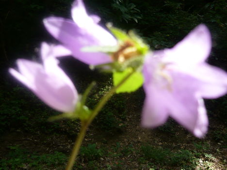 Erdei virág