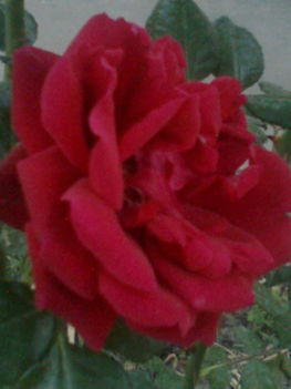 Rózsák 1