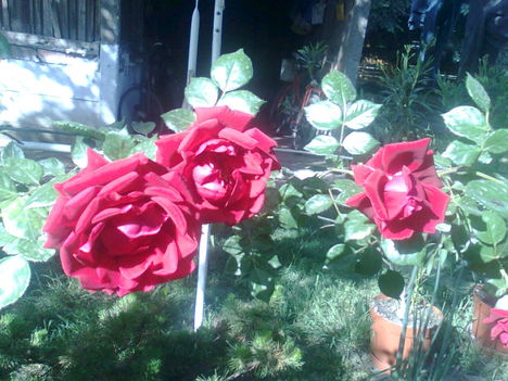 Rózsák 2