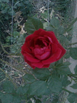 Rózsák 3