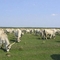 300px-HungarianGreyCattle3